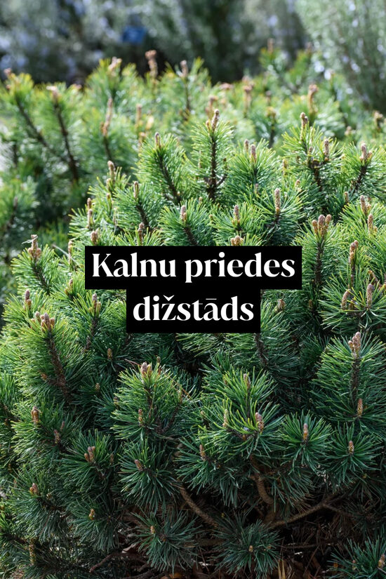 Kalnu priedes dižstāds - kupls, izteiksmīgs krūms, 2 dažādi izmēri